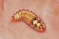 Atyphella scintillans