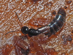 Gabrius splendidulus