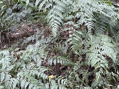 Davallia divaricata