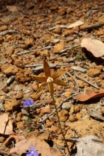 Image of Thelymitra fuscolutea by (c) Em Lamond, some rights reserved (CC BY)