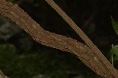 Tylophorinae