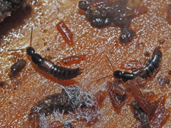 Gabrius splendidulus
