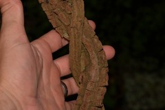 Tylophorinae