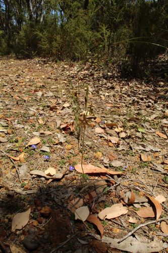Image of Thelymitra fuscolutea by (c) Em Lamond, some rights reserved (CC BY)