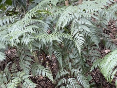Davallia divaricata