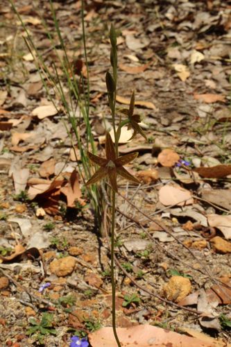 Image of Thelymitra fuscolutea by (c) Em Lamond, some rights reserved (CC BY)