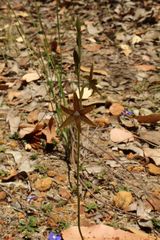 Thelymitra fuscolutea