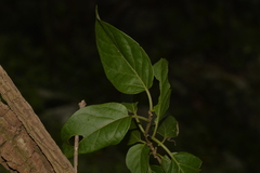 Tylophorinae
