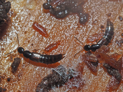 Gabrius splendidulus