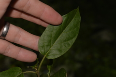 Tylophorinae