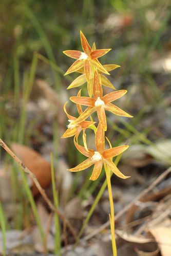 Image of Thelymitra fuscolutea by (c) Em Lamond, some rights reserved (CC BY)
