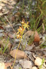 Thelymitra fuscolutea