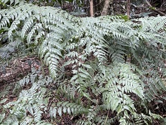 Davallia divaricata