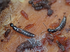 Gabrius splendidulus