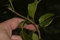 Tylophorinae
