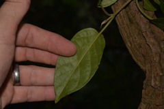 Tylophorinae