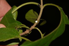 Tylophorinae
