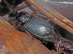 Pterostichus oblongopunctatus