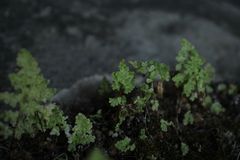 Anogramma leptophylla