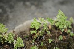 Anogramma leptophylla