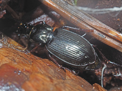Pterostichus oblongopunctatus