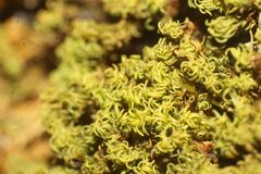 Pseudocrossidium crinitum