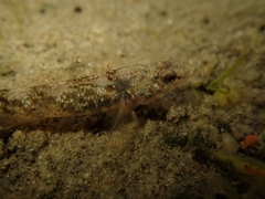 Gobiomorphus huttoni