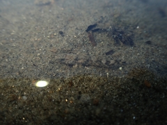 Gobiomorphus huttoni