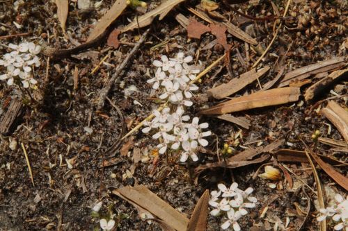Image of Dotted Triggerplant (Stylidium guttatum) by (c) Em Lamond, some rights reserved (CC BY)