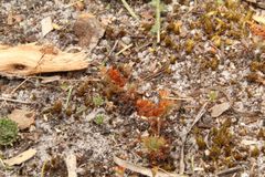 Drosera roseana