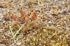 Drosera roseana