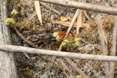 Drosera roseana