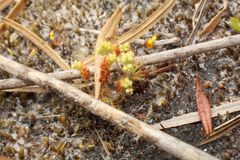 Drosera roseana