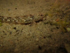 Gobiomorphus huttoni