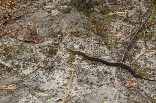 Short-nosed Snake