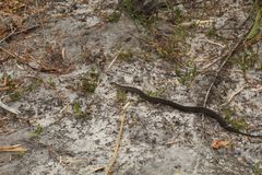 Elapognathus minor