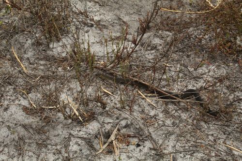 Short-nosed Snake