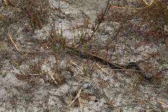 Elapognathus minor
