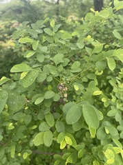 Phyllanthus pinnatus