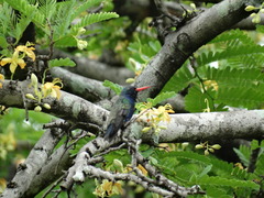 Cynanthus doubledayi