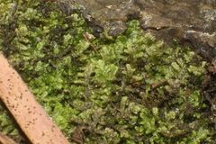 Lepidoziaceae