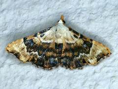 Corgatha molybdophaes