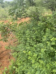 Phyllanthus pinnatus