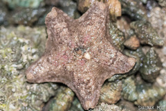 Aquilonastra