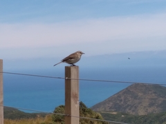 Anthus novaeseelandiae