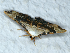 Corgatha molybdophaes