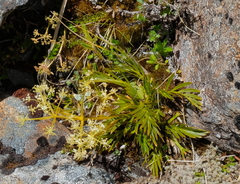 Aciphylla similis