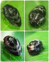 Paratrachys