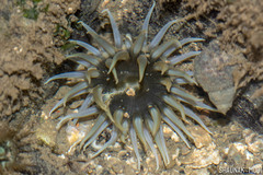 Anthopleura anjunae