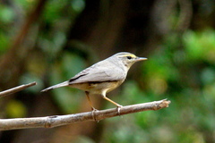 Phylloscopus griseolus